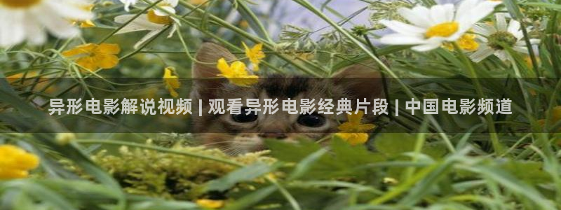 十年爱西瓜影院